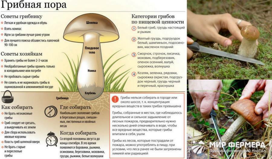 Как собирать опят Правильный сбор грибов опят