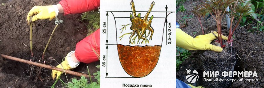 Когда сажать пионы в открытый грунт осенью. Пион древовидный весной. Посадка пионов осенью в открытый грунт. Пион травянистый размножение. Корневая шейка древовидного пиона.