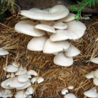 Как вырасти в домашних условиях грибы
