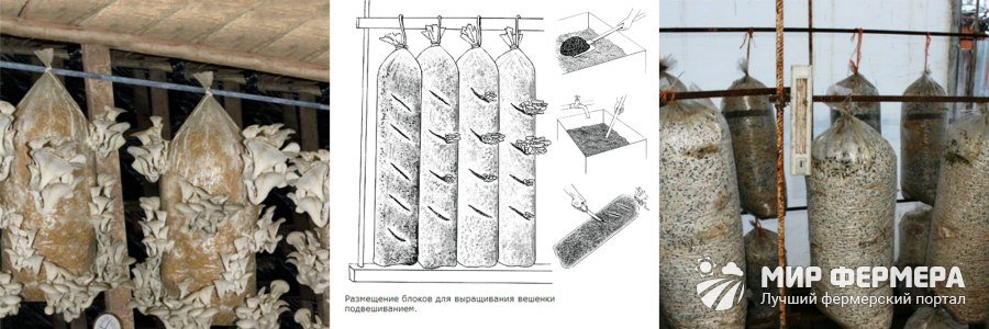 Выращивание грибов в мешках