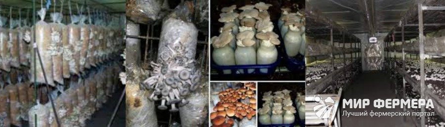 Какие грибы возможно выращивать в домашних условиях