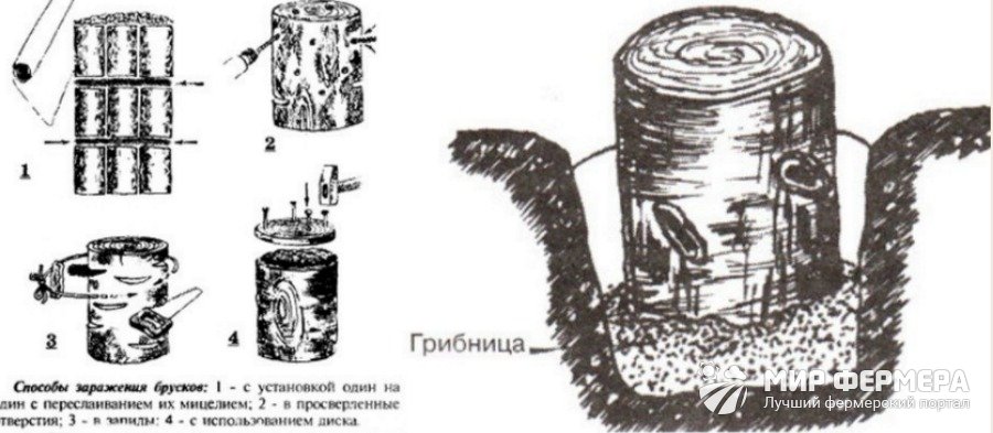 Купить мицелий вешенки