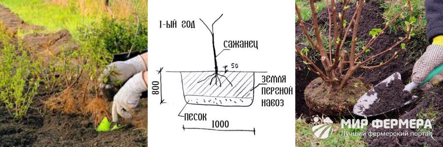 Как посадить кустарник