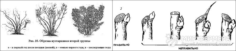 Как правильно обрезать кусты