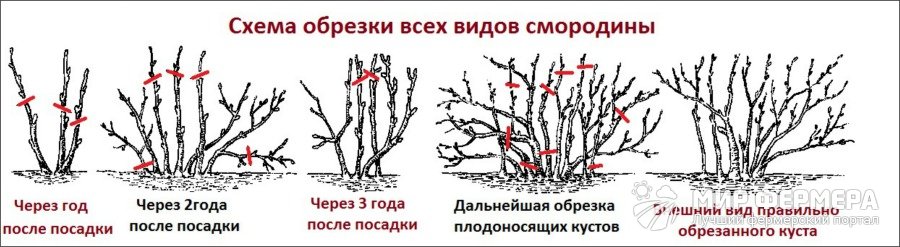 Осенняя обрезка кустов