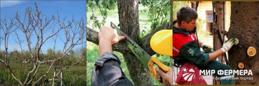 Как сделать санитарную обрезку дерева