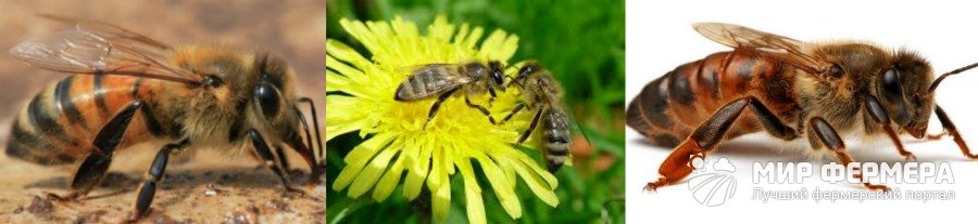 Кавказская порода пчел виды