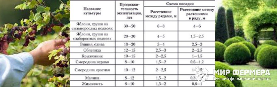 Уход за садом летом и в июле знаменует собой начало закладки будущего урожая на грядке. Чем подкормить и защитить сад во второй половине лета