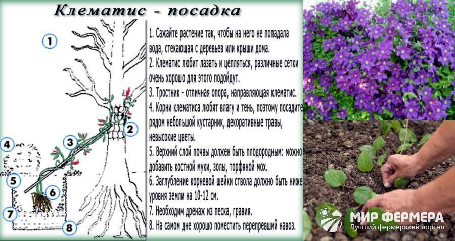 Как посадить клематисы