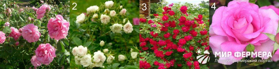 Виды садовых роз