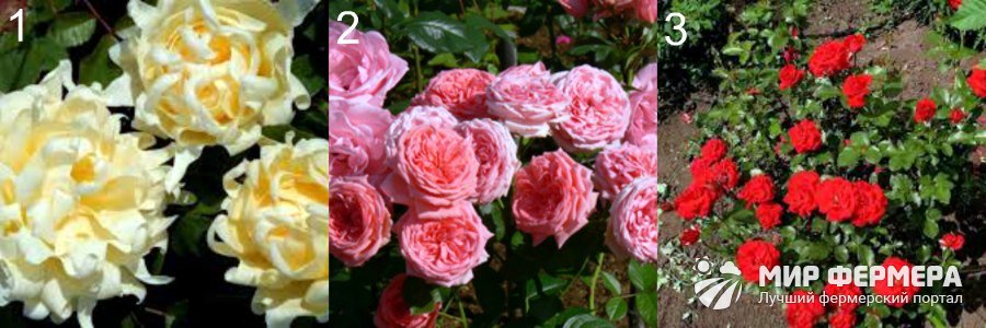 Розы флорибунда виды с фото