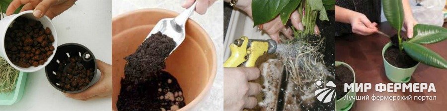 Как посадить комнатное растение в горшок
