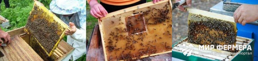 Пчелиные соты виды и расположение
