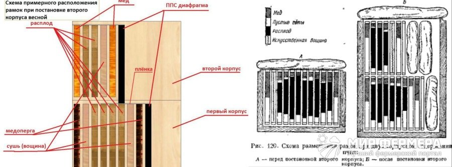 Расположение рамок в улье дадан схема