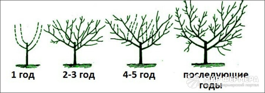 Особенности обрезки разных видов вишни