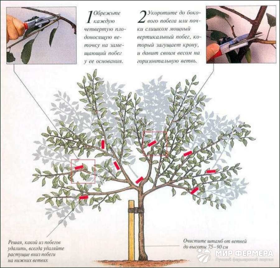 Сколько растет вишня дерево. Обрезка черешни осенью схема. Схема обрезки вишни. Обрезка вишни осенью схема. Обрезка черешни весной схема.