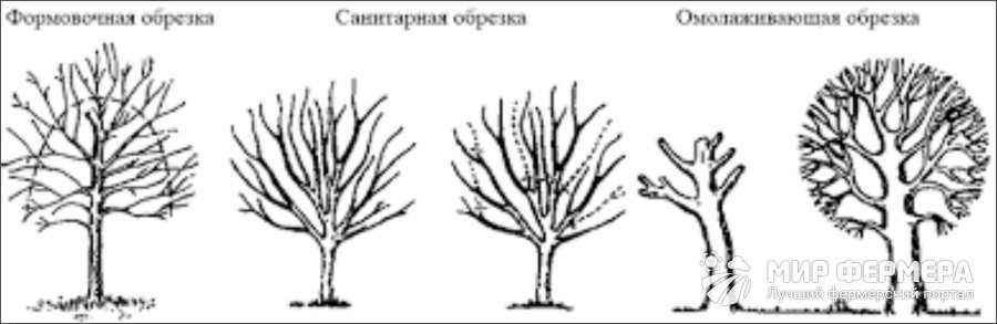 Типы обрезки яблонь