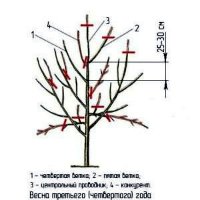 Обрезка молодой яблони