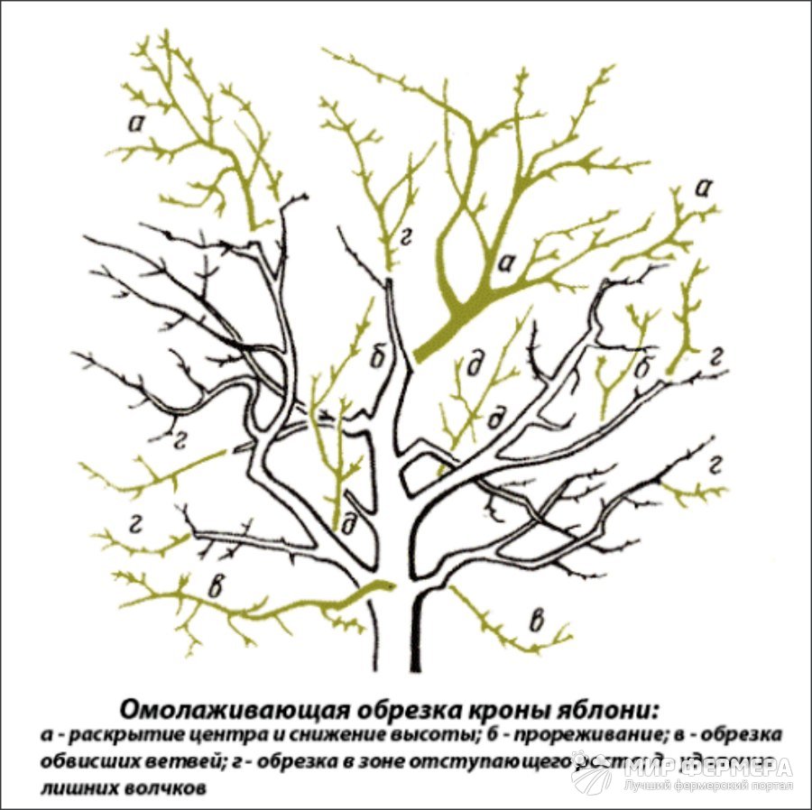 Обрезка яблони фото схема