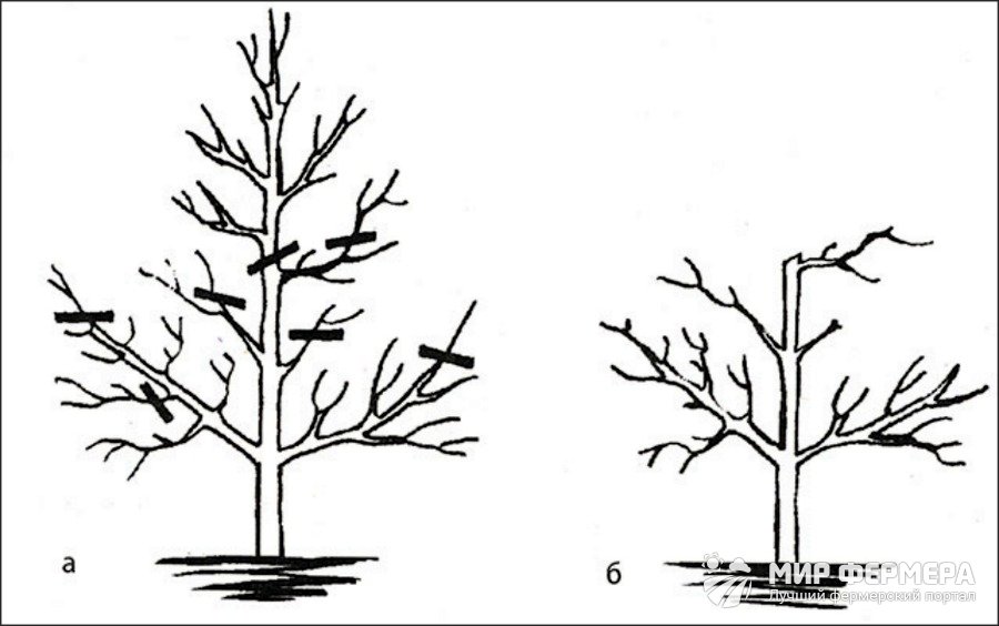 Схема обрезки плодовых деревьев весной