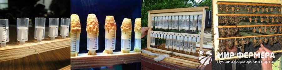 Вывод пчелиных маток в шприцах