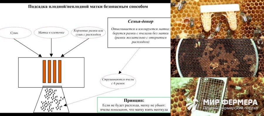 Методы подсадки пчелиных маток