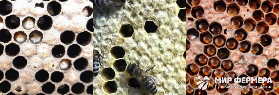 Заразные болезни пчелиного расплода