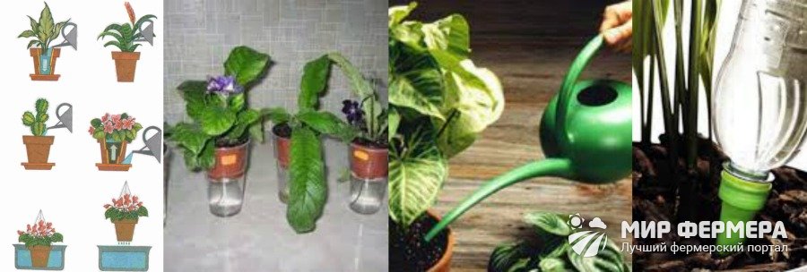 Способы полива комнатных растений