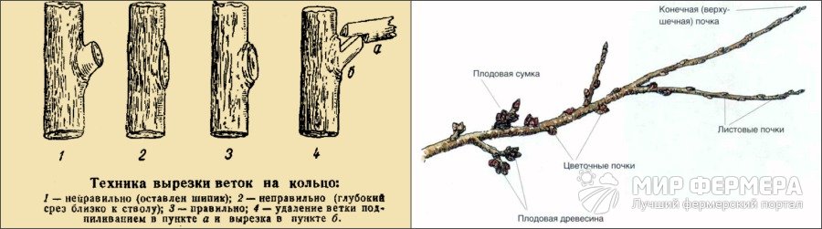 Виды обрезки слив