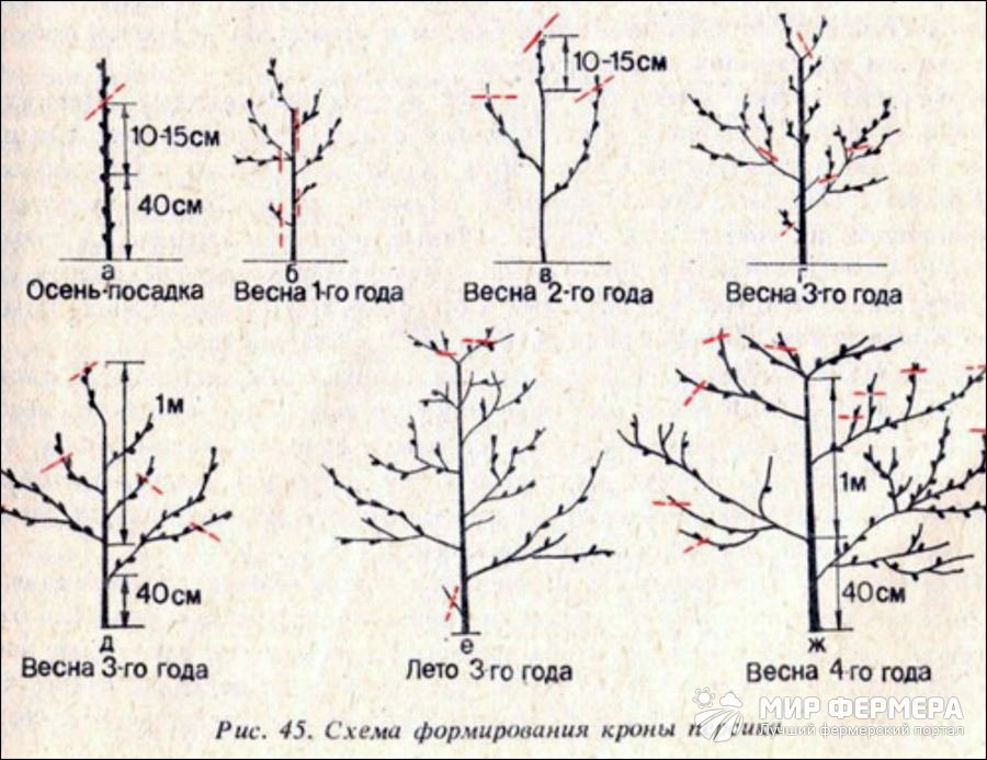 Схема обрезки молодого персика