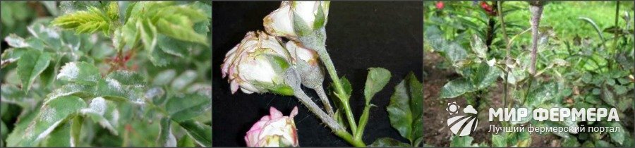 Мучнистая роса роз симптомы