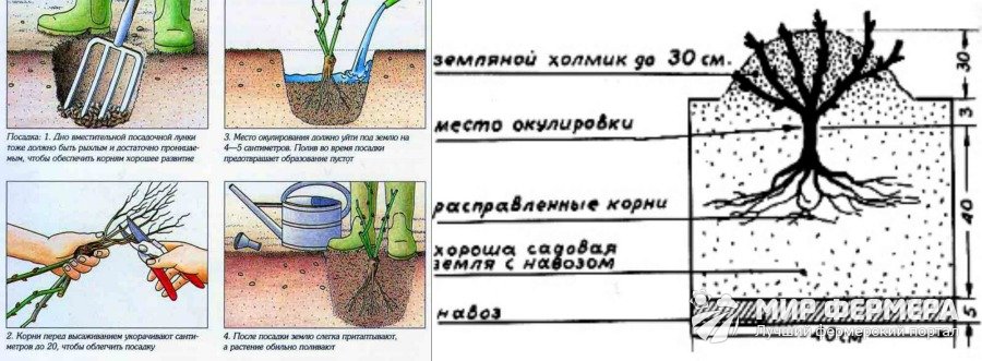 Подготовка роз к посадке в грунт