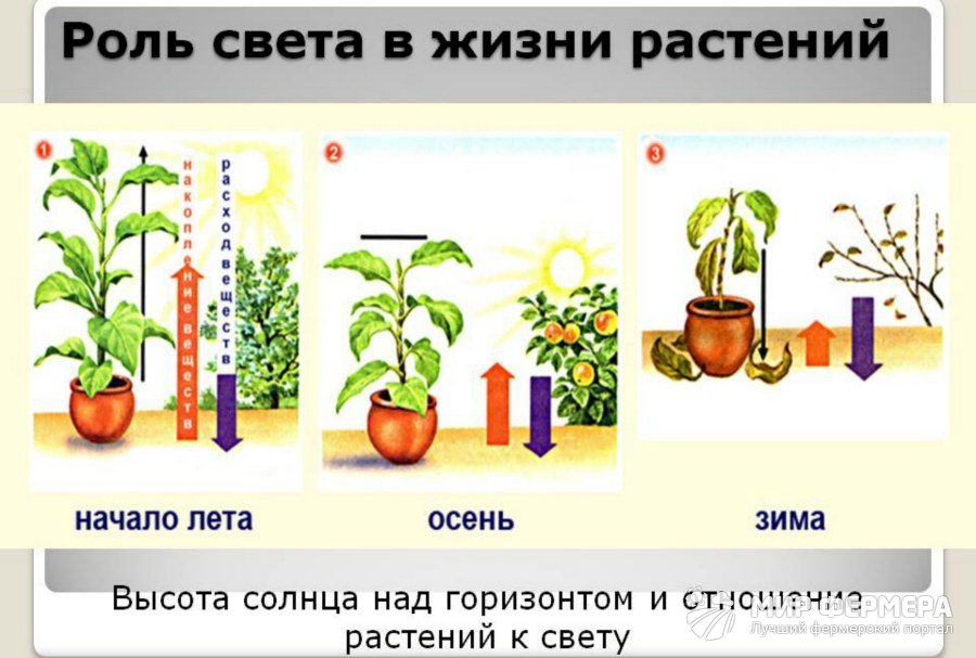 Влияние света на комнатные растения