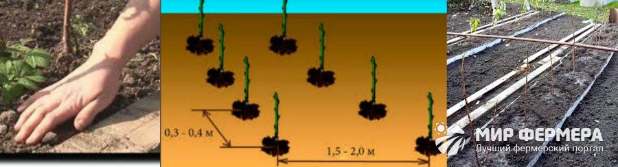 Расстояние между кустами малины. Схема посадки малины. Посадка малины весной. Посадка малины расстояние.