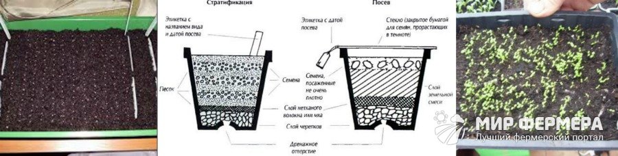 Как вырастить малину из семян