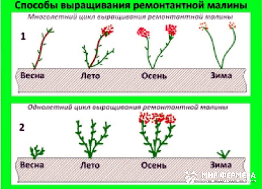 Как ухаживать за ремонтантной малиной