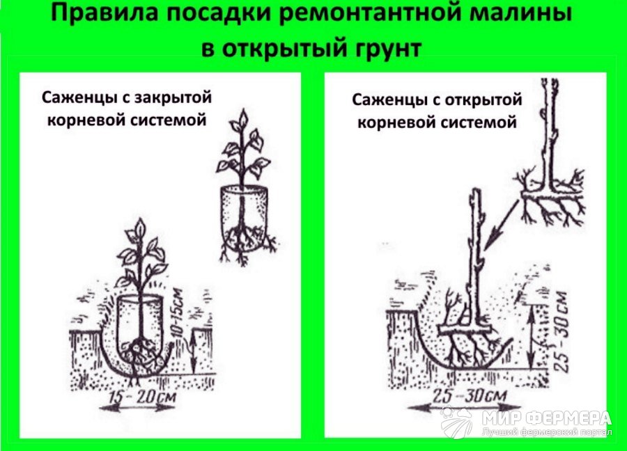 Как сажать ремонтантную малину