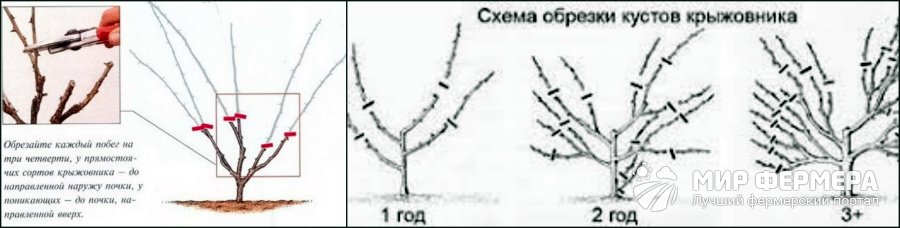 Обрезка крыжовника весной