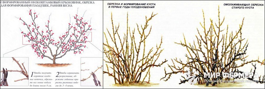 Осенняя Обрезка Крыжовника Пошагово С Фото