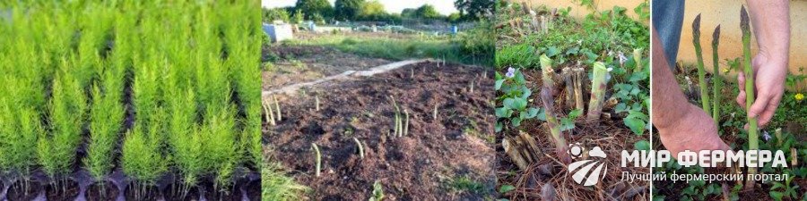 Аспарагус овощной - правила посадки и ухода в открытом грунте, видео