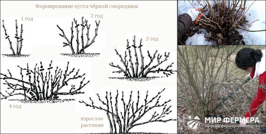 Как обрезать черную смородину