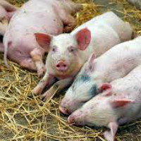 Под Красноярском обнаружили африканскую чуму свиней