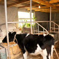 Хлев для скотины: сарай для скота своими руками