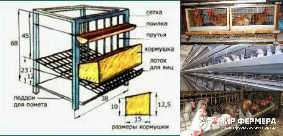 Клеточное содержание кур