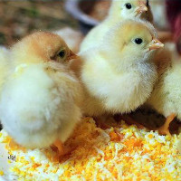 Подкормка для кур: виды корма, нормы и частота питания