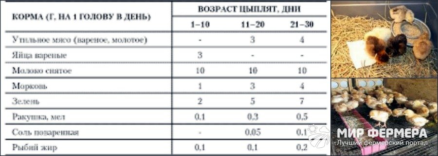 Кормление суточных цыплят