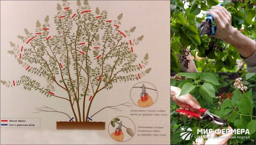 Обрезка цветов сирени после цветения схема