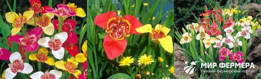 Цветок тигридия фото и описание