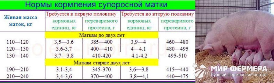 Сколько молока нужно поросенку