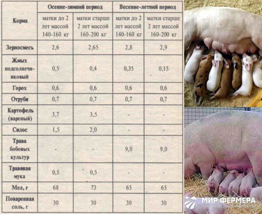 Кормление подсосной свиноматки